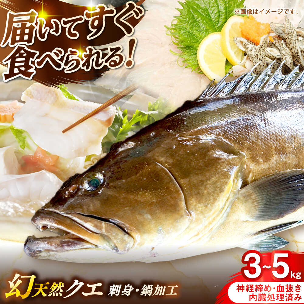 壱岐産 幻天然クエ 刺身・鍋加工 3kg〜5kg[壱岐市] [みやげ処 縁由]
