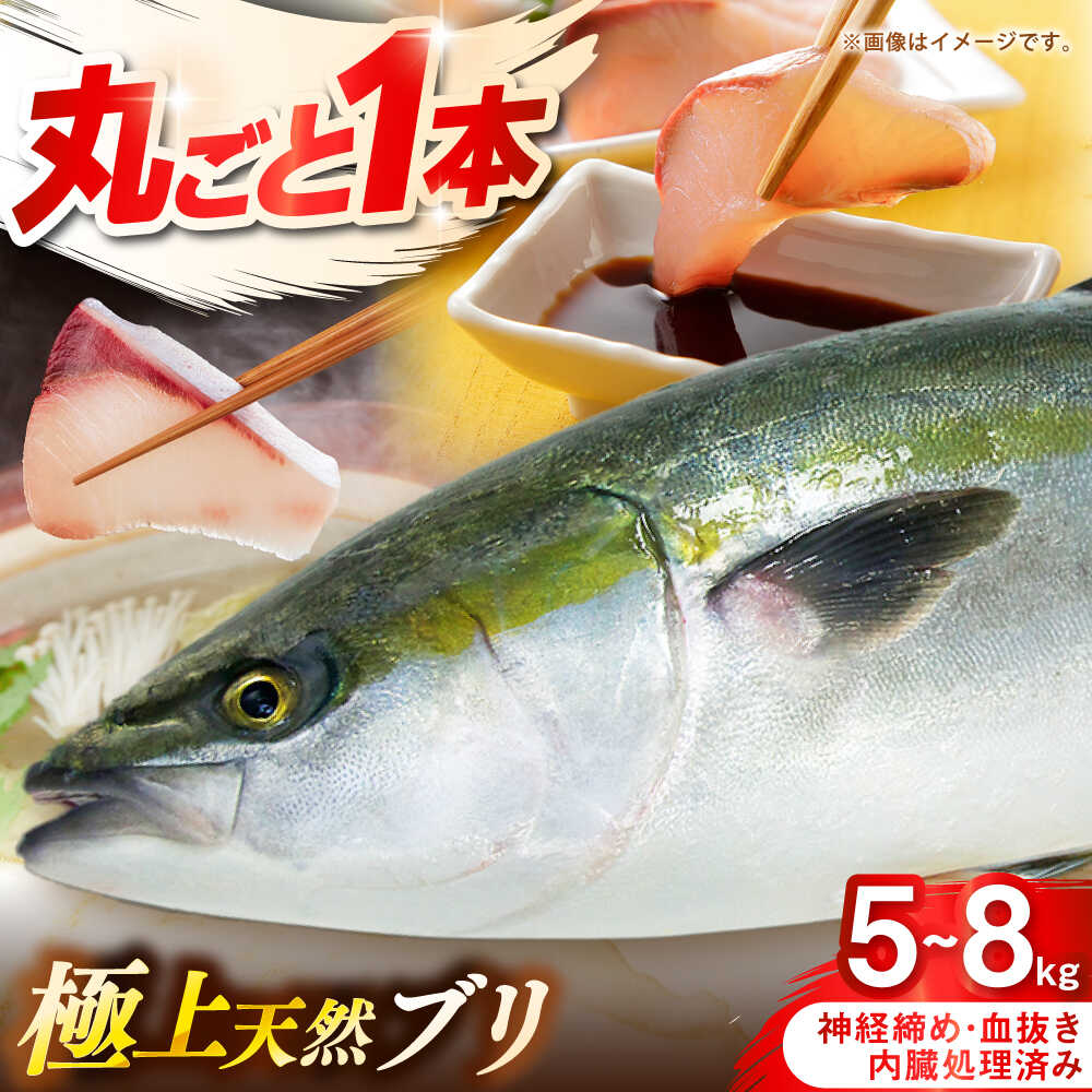 壱岐産 天然ブリ 丸ごと1本 5kg〜8kg[壱岐市] [みやげ処 縁由]