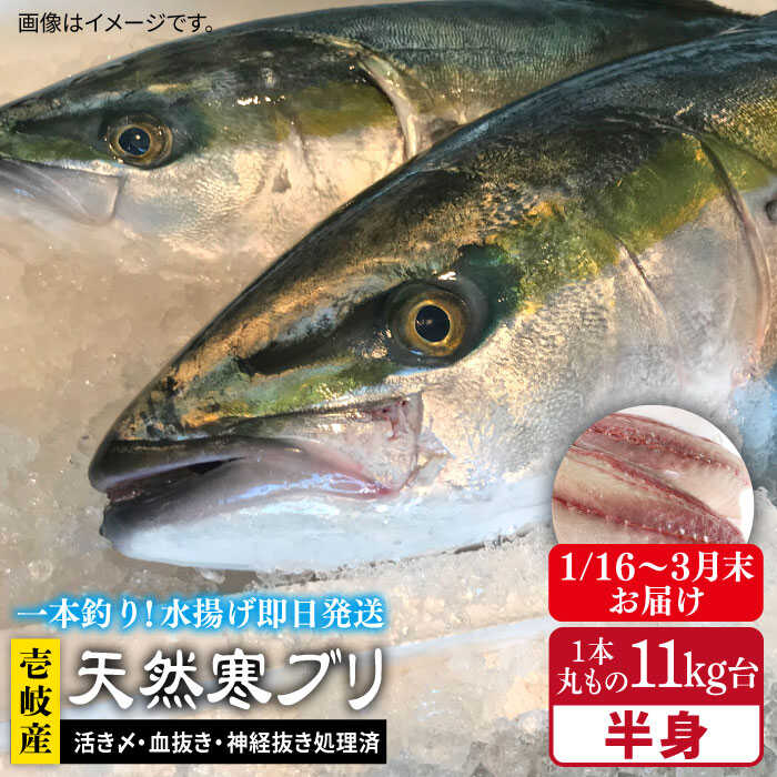 28位! 口コミ数「0件」評価「0」【1/16～3月末お届け】天然 寒ブリ（一本丸ものサイズ11キロ台 半身ブロック）《壱岐市》【壱岐島 玄海屋】ぶり 寒ぶり ブリ 魚 刺身 ･･･ 