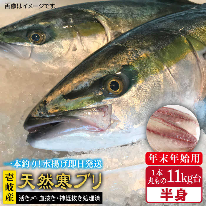 【11/1～1/15お届け 年末年始用】壱岐島産天然寒ブリ（一本丸ものサイズ11キロ台 半身ブロック）《壱岐市》ぶり 寒ぶり ブリ 魚 刺身 しゃぶしゃぶ【壱岐島 玄海屋】 [JBS106] 212000 212000円 のし プレゼント ギフト 冷蔵配送