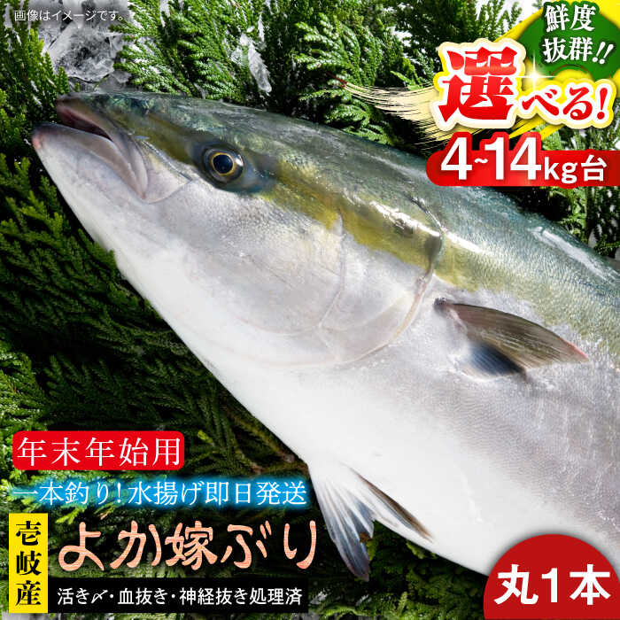 [12/20〜翌1/5お届け]壱岐島産天然寒ブリ よか嫁ぶり(選べる4-14キロ台・丸もの)[壱岐市][壱岐島 玄海屋]