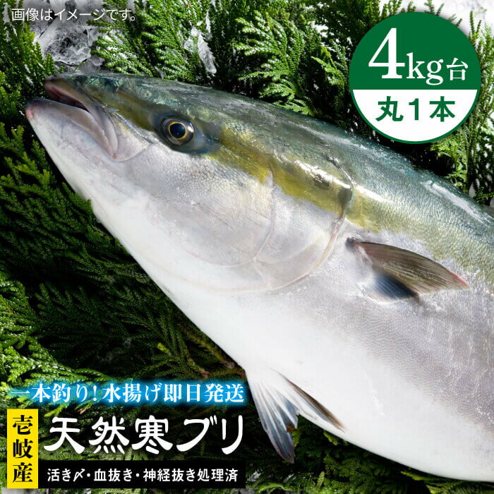 壱岐島産天然寒ブリ（4キロ台・丸もの） 《壱岐市》【壱岐島　玄海屋】[JBS002] ぶり 寒ぶり ブリ 魚 刺身 しゃぶしゃぶ 36000 36000円 のし プレゼント ギフト 冷蔵配送