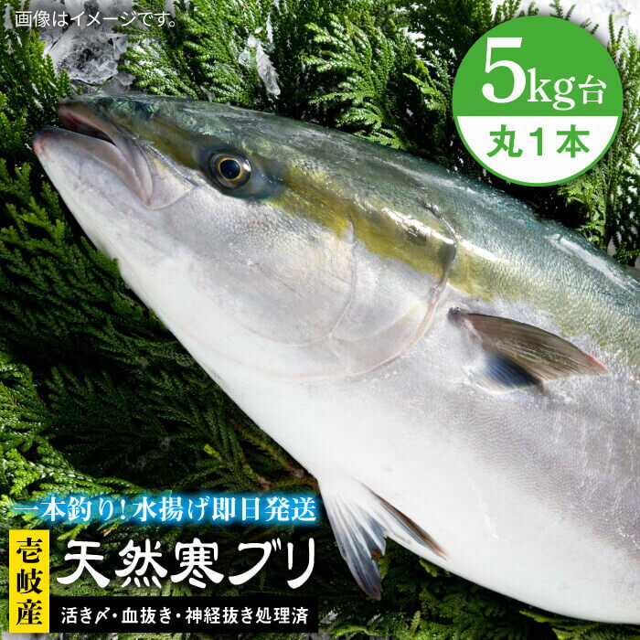 27位! 口コミ数「2件」評価「4」壱岐島産 天然寒ブリ（5キロ台・丸もの） 《壱岐市》【壱岐島　玄海屋】[JBS003] ぶり 寒ぶり ブリ 魚 刺身 しゃぶしゃぶ ぶりしゃ･･･ 