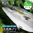 【ふるさと納税】壱岐島産 天然寒ブリ（5キロ台・丸もの） 《壱岐市》【壱岐島　玄海屋】[JBS003] ぶり 寒ぶり ブリ 魚 刺身 しゃぶし..