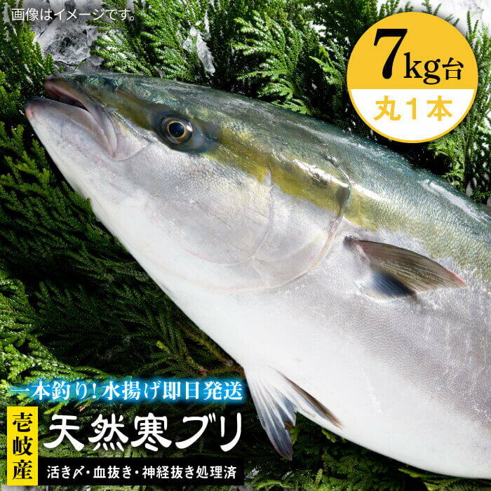 壱岐島産天然寒ブリ（7キロ台・丸もの） 《壱岐市》【壱岐島　玄海屋】[JBS004] ぶり 寒ぶり ブリ 魚 刺身 しゃぶしゃぶ 67000 67000円 のし プレゼント ギフト 冷蔵配送