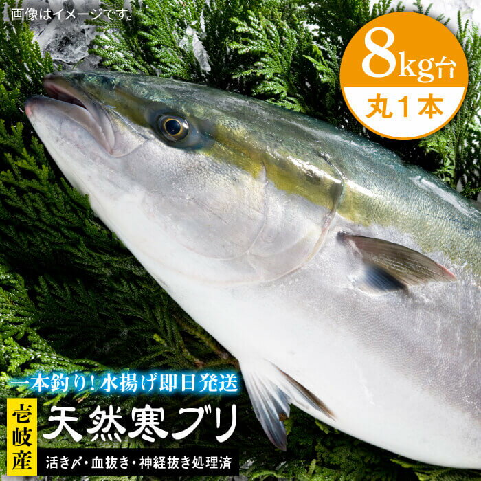 壱岐島産天然寒ブリ（8キロ台・丸もの） 《壱岐市》【壱岐島　玄海屋】[JBS005] ぶり 寒ぶり ブリ 魚 刺身 しゃぶしゃぶ 87000 87000円 のし プレゼント ギフト 冷蔵配送