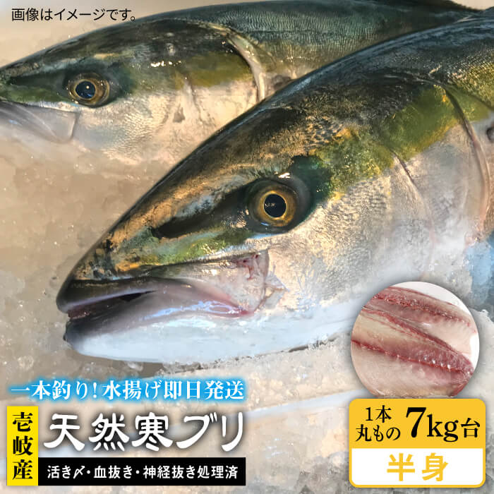 14位! 口コミ数「1件」評価「5」【1/16～3月末お届け】壱岐島産天然寒ブリ（一本丸ものサイズ7キロ台の半身ブロック） 《壱岐市》【壱岐島　玄海屋】[JBS009] ぶり ･･･ 