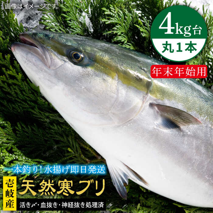 【11/1～1/15お届け 年末年始用】天然 寒ブリ（ 4キロ台 丸もの ） 《壱岐市》【壱岐島　玄海屋】[JBS014] ぶり 寒ぶり ブリ 魚 刺身 しゃぶしゃぶ 70000 70000円 7万円 のし プレゼント ギフト 冷蔵配送