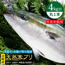 【ふるさと納税】【11/1～1/15お届け 年末年始用】天然 寒ブリ（ 4キロ台 丸もの ） 《壱岐市》【壱岐島　玄海屋】[JBS014] ぶり 寒ぶ..