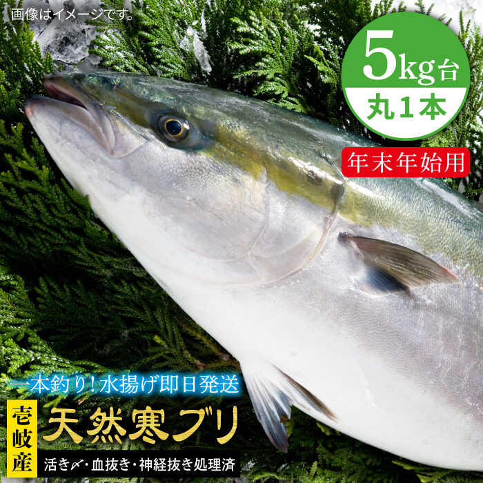 【ふるさと納税】【11/1～1/15お届け 年末年始用】天然 寒ブリ（5キロ台・丸もの） 《壱岐市》【壱岐島　玄海屋】[JBS015] ぶり 寒ぶり ブリ 魚 刺身 しゃぶしゃぶ 85000 85000円 のし プレゼント ギフト 冷蔵配送