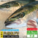 天然 寒ブリ（一本丸ものサイズ5キロ台の半身ブロック） 《壱岐市》 ぶり 寒ぶり ブリ 魚 刺身 しゃぶしゃぶ 65000 65000円 のし プレゼント ギフト 冷蔵配送