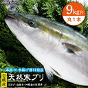 【ふるさと納税】壱岐島産天然寒ブリ（9キロ台・丸もの） 《壱岐市》【壱岐島　玄海屋】[JBS027] ぶり 寒ぶり ブリ 魚 刺身 しゃぶしゃ..