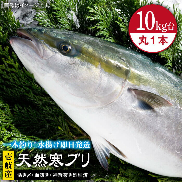 #/海産物/ブリ/単品/釣れたての鮮度を、 そのままお届け 魚は鮮度が命。適切な処理、及び冷蔵発送こそが美味しさの秘訣だと私たちは考えます。 私たちのこだわり お刺身や料理にも 即日発送！！！ 一本釣りで活き〆、神経抜き、血抜き処理された鮮度抜群の天然寒ブリを水揚げ即日配送！ ※必ずお読みください ご不在などで受取りが出来ず、商品が返送になった場合の再送は出来かねますので、予めご了承ください。 商品説明 名称壱岐島産天然寒ブリ（10キロ台・丸もの） 内容量◆玄界灘の寒ぶり 丸1本のまま 配送方法冷蔵 ※氷詰めで配送。 配送期日1/16〜3月末まで ※必ず希望日を備考欄にご記入ください。 お届け先によっては、配達希望日時の2日前に発送する場合がございます。 あらかじめご了承ください。 消費期限発送日より冷蔵にて5日 提供事業者壱岐島 玄海屋 0920-44-5310 ※お読みください 離島のため、天候や船の運行状況により、お届け日が前後する場合がございます。※年末年始の物流量増加に伴い、日付指定通りのお届けが叶わない恐れがございます。 ご了承の上、お申込みいただきますようお願い申し上げます。 #/海産物/鮮魚/ブリ/ その他壱岐島天然寒ブリはこちら 壱岐島産天然寒ブリ（10キロ台・3枚おろし） 《壱岐市》【壱岐島　玄海屋】 ぶり/寒ぶり/ブリ/魚/刺身/しゃぶしゃぶ ※年末の申込について※ 12月は注文が集中するため、記載の配送期日通りのお届けができない場合がございます。 予めご了承ください。