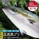 【ふるさと納税】壱岐島産天然寒ブリ（10キロ台・丸もの） 《壱岐市》【壱岐島　玄海屋】[JBS028] ぶり 寒ぶり ブリ 魚 刺身 しゃぶし..