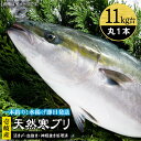 【ふるさと納税】壱岐島産天然寒ブリ（11キロ台・丸もの） 《壱岐市》【壱岐島　玄海屋】[JBS029] ぶり 寒ぶり ブリ 魚 刺身 しゃぶし..