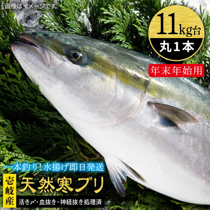 【ふるさと納税】【11/1～1/15お届け 年末年始用】天然 寒ブリ（11キロ台・丸もの） 《壱岐市》【壱岐..