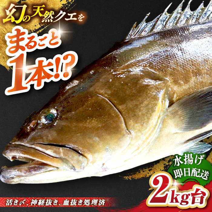 #/海産物/クエ/釣れたての鮮度を、 そのままお届け 魚は鮮度が命。適切な処理、及び冷蔵発送こそが美味しさの秘訣だと私たちは考えます。 私たちのこだわり 一本釣りで活き〆、神経抜き、血抜き処理された鮮度抜群の天然クエを水揚げ即日発送！ お刺身や鍋にも 即日発送！！！ 注意事項 ※必ずお読みください ご不在などで受取りが出来ず、商品が返送になった場合の再送は出来かねますので、予めご了承ください。 商品説明 名称天然クエ（2キロ台・丸もの） 内容量◆玄界灘壱岐島産の天然クエ 丸1本のまま 配送方法冷蔵 配送期日9/1〜2月末配達 ※必ず希望日を備考欄にご記入ください。 お届け先によっては、配達希望日時の2日前に発送する場合がございます。 あらかじめご了承ください。 消費期限発送日より冷蔵にて5日 提供事業者壱岐島 玄海屋 0920-44-5310 ※お読みください 離島のため、天候や船の運行状況により、お届け日が前後する場合がございます。※年末年始の物流量増加に伴い、日付指定通りのお届けが叶わない恐れがございます。 ご了承の上、お申込みいただきますようお願い申し上げます。 #/海産物/鮮魚/クエ/ その他壱岐島天然クエはこちら 天然クエ（2キロ台・3枚おろし） 《壱岐市》【壱岐島　玄海屋】 クエ/魚/刺身/しゃぶしゃぶ ※年末の申込について※ 12月は注文が集中するため、記載の配送期日通りのお届けができない場合がございます。 予めご了承ください。