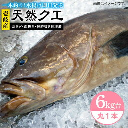 【ふるさと納税】天然クエ（6キロ台・丸もの） 《壱岐市》【壱岐島　玄海屋】[JBS044] クエ 魚 刺身 しゃぶしゃぶ 440000 440000円 44万円 のし プレゼント ギフト 冷蔵配送