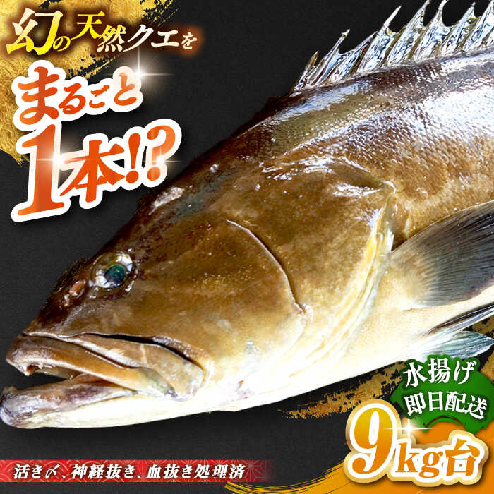 #/海産物/クエ/釣れたての鮮度を、 そのままお届け 魚は鮮度が命。適切な処理、及び冷蔵発送こそが美味しさの秘訣だと私たちは考えます。 私たちのこだわり 一本釣りで活き〆、神経抜き、血抜き処理された鮮度抜群の天然クエを水揚げ即日発送！ お刺身や鍋にも 即日発送！！！ 注意事項 ※必ずお読みください ご不在などで受取りが出来ず、商品が返送になった場合の再送は出来かねますので、予めご了承ください。 商品説明 名称天然クエ（9キロ台・丸もの） 内容量◆玄界灘壱岐島産の天然クエ 丸1本のまま 配送方法冷蔵 配送期日9/1〜2月末配達 ※必ず希望日を備考欄にご記入ください。 お届け先によっては、配達希望日時の2日前に発送する場合がございます。 あらかじめご了承ください。 消費期限発送日より冷蔵にて5日 提供事業者壱岐島 玄海屋 0920-44-5310 ※お読みください 離島のため、天候や船の運行状況により、お届け日が前後する場合がございます。※年末年始の物流量増加に伴い、日付指定通りのお届けが叶わない恐れがございます。 ご了承の上、お申込みいただきますようお願い申し上げます。 #/海産物/鮮魚/クエ/ その他壱岐島天然クエはこちら 天然クエ（9キロ台・3枚おろし） 《壱岐市》【壱岐島　玄海屋】 クエ/魚/刺身/しゃぶしゃぶ ※年末の申込について※ 12月は注文が集中するため、記載の配送期日通りのお届けができない場合がございます。 予めご了承ください。