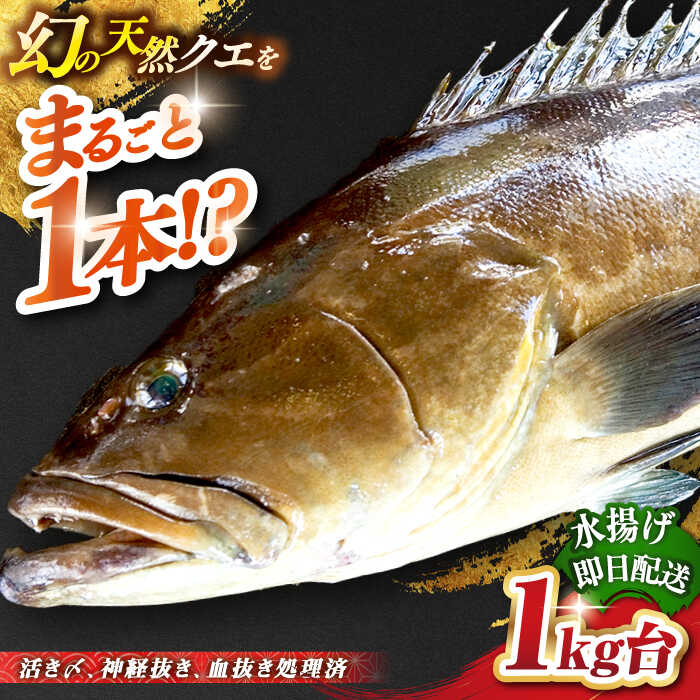 天然クエ(1キロ台・丸もの) [壱岐市][壱岐島 玄海屋][JBS049] クエ 魚 刺身 しゃぶしゃぶ 80000 80000円 8万円 のし プレゼント ギフト 冷蔵配送