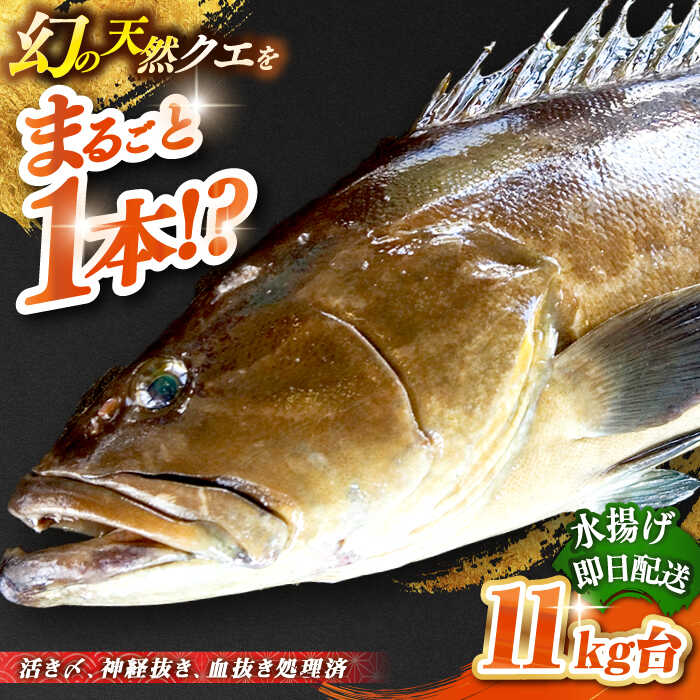 天然クエ(11キロ台・丸もの) [壱岐市][壱岐島 玄海屋][JBS050] クエ 魚 刺身 しゃぶしゃぶ 800000 800000円 80万円 のし プレゼント ギフト 冷蔵配送