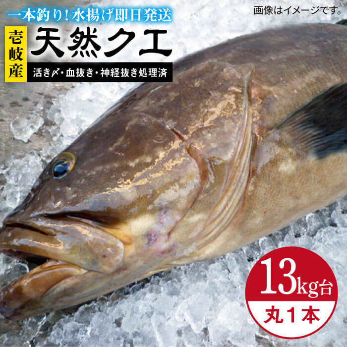 天然クエ(13キロ台・丸もの) [壱岐市][壱岐島 玄海屋][JBS053] クエ 魚 刺身 しゃぶしゃぶ 940000 940000円 94万円 のし プレゼント ギフト 冷蔵配送