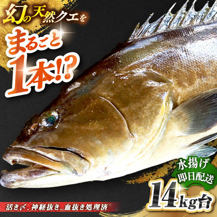 #/海産物/クエ/釣れたての鮮度を、 そのままお届け 魚は鮮度が命。適切な処理、及び冷蔵発送こそが美味しさの秘訣だと私たちは考えます。 私たちのこだわり 一本釣りで活き〆、神経抜き、血抜き処理された鮮度抜群の天然クエを水揚げ即日発送！ お刺身や鍋にも 即日発送！！！ 注意事項 ※必ずお読みください ご不在などで受取りが出来ず、商品が返送になった場合の再送は出来かねますので、予めご了承ください。 商品説明 名称天然クエ（14キロ台・丸もの） 内容量◆玄界灘壱岐島産の天然クエ 丸1本のまま 配送方法冷蔵 配送期日9/1〜2月末配達 ※必ず希望日を備考欄にご記入ください。 お届け先によっては、配達希望日時の2日前に発送する場合がございます。 あらかじめご了承ください。 消費期限発送日より冷蔵にて5日 提供事業者壱岐島 玄海屋 0920-44-5310 ※お読みください 離島のため、天候や船の運行状況により、お届け日が前後する場合がございます。※年末年始の物流量増加に伴い、日付指定通りのお届けが叶わない恐れがございます。 ご了承の上、お申込みいただきますようお願い申し上げます。 #/海産物/鮮魚/クエ/ その他壱岐島天然クエはこちら 天然クエ（14キロ台・3枚おろし） 《壱岐市》【壱岐島　玄海屋】 クエ/魚/刺身/しゃぶしゃぶ ※年末の申込について※ 12月は注文が集中するため、記載の配送期日通りのお届けができない場合がございます。 予めご了承ください。