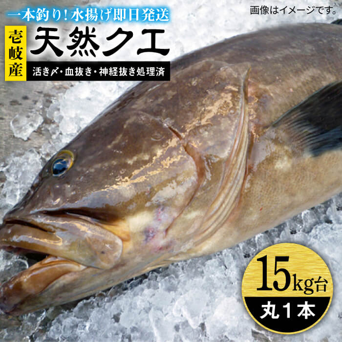 #/海産物/クエ/釣れたての鮮度を、 そのままお届け 魚は鮮度が命。適切な処理、及び冷蔵発送こそが美味しさの秘訣だと私たちは考えます。 私たちのこだわり 一本釣りで活き〆、神経抜き、血抜き処理された鮮度抜群の天然クエを水揚げ即日発送！ お刺身や鍋にも 即日発送！！！ 注意事項 ※必ずお読みください ご不在などで受取りが出来ず、商品が返送になった場合の再送は出来かねますので、予めご了承ください。 商品説明 名称天然クエ（15キロ台・丸もの） 内容量◆玄界灘壱岐島産の天然クエ 丸1本のまま 配送方法冷蔵 配送期日9/1〜2月末配達 ※必ず希望日を備考欄にご記入ください。 お届け先によっては、配達希望日時の2日前に発送する場合がございます。 あらかじめご了承ください。 消費期限発送日より冷蔵にて5日 提供事業者壱岐島 玄海屋 0920-44-5310 ※お読みください 離島のため、天候や船の運行状況により、お届け日が前後する場合がございます。※年末年始の物流量増加に伴い、日付指定通りのお届けが叶わない恐れがございます。 ご了承の上、お申込みいただきますようお願い申し上げます。 #/海産物/鮮魚/クエ/ その他壱岐島天然クエはこちら 天然クエ（15キロ台・3枚おろし） 《壱岐市》【壱岐島　玄海屋】 クエ/魚/刺身/しゃぶしゃぶ ※年末の申込について※ 12月は注文が集中するため、記載の配送期日通りのお届けができない場合がございます。 予めご了承ください。