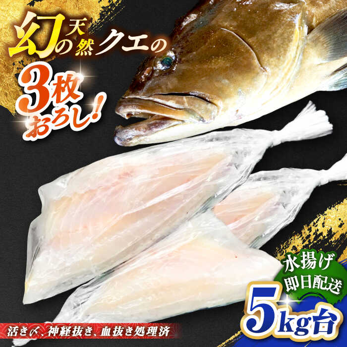 天然クエ(5キロ台・3枚おろし) [壱岐市][壱岐島 玄海屋][JBS058] クエ 魚 刺身 しゃぶしゃぶ 370000 370000円 37万円 のし プレゼント ギフト 冷蔵配送