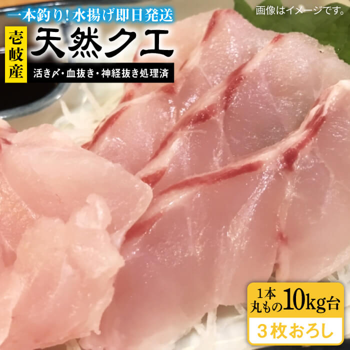 天然クエ(10キロ台・3枚おろし) [壱岐市][壱岐島 玄海屋][JBS063] クエ 魚 刺身 しゃぶしゃぶ 750000 750000円 75万円 のし プレゼント ギフト 冷蔵配送