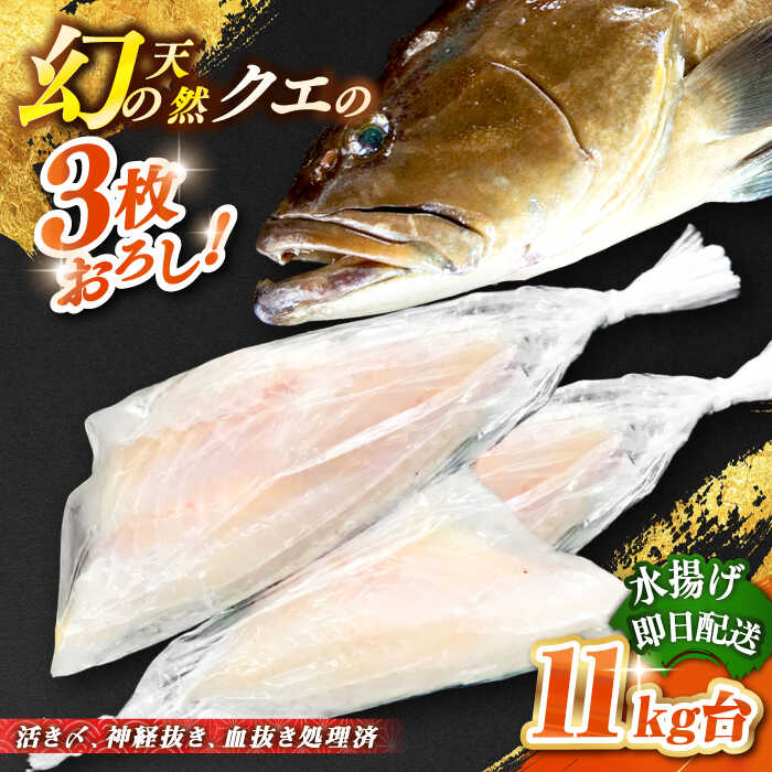 天然クエ(11キロ台・3枚おろし) [壱岐市][壱岐島 玄海屋][JBS064] クエ 魚 刺身 しゃぶしゃぶ 810000 810000円 81万円 のし プレゼント ギフト 冷蔵配送