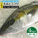 【ふるさと納税】壱岐島産天然ヒラマサ（4キロ台 丸もの） 《壱岐市》【壱岐島 玄海屋】 JBS069 ヒラマサ 魚 刺身 煮物 カルパッチョ お寿司 52000 52000円 のし プレゼント ギフト 冷蔵配送