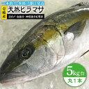 【ふるさと納税】壱岐島産天然ヒラマサ（5キロ台・丸もの） 《壱岐市》【壱岐島　玄海屋】[JBS070] ヒラマサ 魚 刺身 煮物 カルパッチョ お寿司 61000 61000円 のし プレゼント ギフト 冷蔵配送