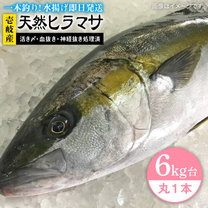 #/海産物/刺身/単品/釣れたての鮮度を、 そのままお届け 魚は鮮度が命。適切な処理、及び冷蔵発送こそが美味しさの秘訣だと私たちは考えます。 私たちのこだわり 一本釣りで活き〆、神経抜き、血抜き処理された鮮度抜群の天然クエを水揚げ即日発送！ お刺身がおすすめ ヒラマサは透き通った美しい身とさっぱりした味が特徴です。市場に出まわることが少ないヒラマサは、同じ仲間のブリよりも高級だと言われております。お刺身はもちろん、焼いても煮てもおいしくいただけます。 即日発送！！！ 注意事項 ※必ずお読みください 【※必読】 ご希望の目安日時を必ず備考欄に、ご入力ください。※注文から14日以降の日付をご指定ください。 ただし、シケなど天候の様子で発送日がご希望通りにいかない場合があります。天然魚のため、商品の到着が遅れる場合がございますので、予めご了承ください。【お届け不可：1月2日〜1月6日着指定不可（1月7日以降お届け可能）】 希望日前後でお受け取りできない日時がございましたら、あわせてご記入をお願いします。 お届け先によっては、配達希望日時の2日前に発送する場合がございます。 あらかじめご了承ください。 商品説明 名称壱岐島産天然ヒラマサ（6キロ台・丸もの） 内容量玄界灘の天然ヒラマサ6キロ台 丸1本のまま 消費期限 発送日より冷蔵にて5日 ※お早めにお召し上がりください。 配送方法冷蔵 配送期日※ご指定の日時を目安として手配いたしますが、時化などの悪天候により、商品の到着が遅れる場合がございますので、予めご了承ください。【お届け不可：1月2日〜1月6日着指定不可（1月7日以降お届け可能）】 提供事業者壱岐島　玄海屋 ※お読みください 離島のため、天候や船の運行状況により、お届け日が前後する場合がございます。※年末年始の物流量増加に伴い、日付指定通りのお届けが叶わない恐れがございます。 ご了承の上、お申込みいただきますようお願い申し上げます。 #/海産物/鮮魚/ヒラマサ/ その他壱岐島天然ヒラマサはこちら 壱岐島産天然ヒラマサ（6キロ台・三枚おろし） 《壱岐市》【壱岐島　玄海屋】 ヒラマサ/魚/刺身/煮物/カルパッチョ/お寿司 ※年末の申込について※ 12月は注文が集中するため、記載の配送期日通りのお届けができない場合がございます。 予めご了承ください。