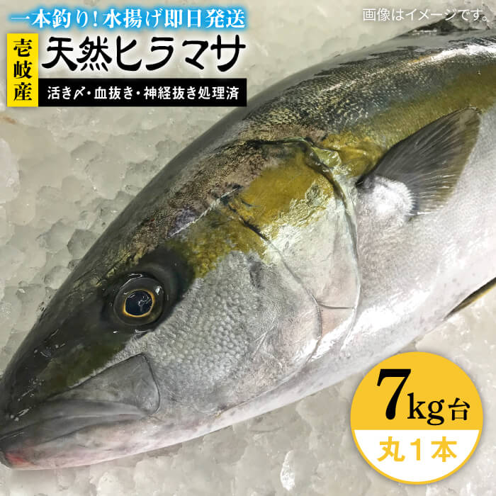 壱岐島産天然ヒラマサ(7キロ台・丸もの) [壱岐市][壱岐島 玄海屋][JBS072] ヒラマサ 魚 刺身 煮物 カルパッチョ お寿司 90000 90000円 9万円 のし プレゼント ギフト 冷蔵配送