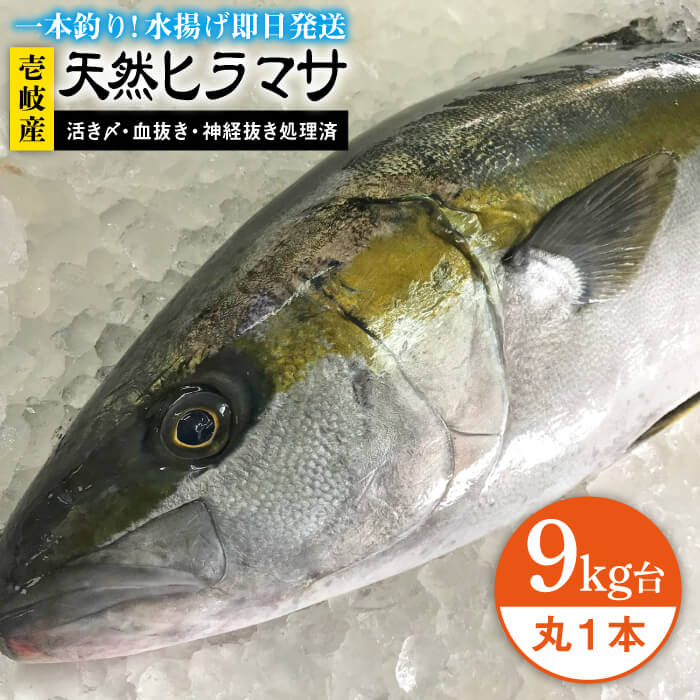 41位! 口コミ数「0件」評価「0」壱岐島産天然ヒラマサ（9キロ台・丸もの） 《壱岐市》【壱岐島　玄海屋】[JBS074] ヒラマサ 魚 刺身 煮物 カルパッチョ お寿司 12･･･ 