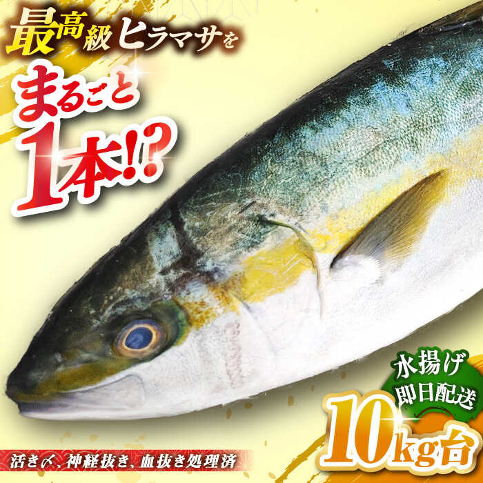 20位! 口コミ数「0件」評価「0」壱岐島産天然ヒラマサ（10キロ台・丸もの） 《壱岐市》【壱岐島　玄海屋】[JBS075] ヒラマサ 魚 刺身 煮物 カルパッチョ お寿司 1･･･ 