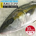 【ふるさと納税】壱岐島産天然ヒラマサ（10キロ台・丸...