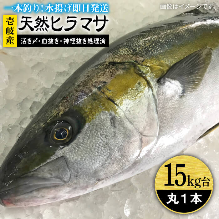 壱岐島産天然ヒラマサ(15キロ台・丸もの) [壱岐市][壱岐島 玄海屋][JBS076] ヒラマサ 魚 刺身 煮物 カルパッチョ お寿司 270000 270000円 27万円 のし プレゼント ギフト 冷蔵配送