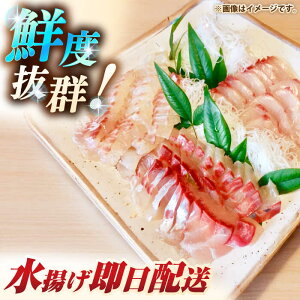 ふるさと納税 壱岐島産天然ヒラマサ 5キロ台 半身ブロック 壱岐市 壱岐島 玄海屋 Jbs086 ヒラマサ 魚 刺身 煮物 カルパッチョ お寿司 ふるさと納税 壱岐島産天然ヒラマサ 5キロ台 半身ブロック 壱岐市 壱岐島 玄海屋 Jbs086 ヒラマサ 魚 刺身 煮物 カルパッチョ お寿司