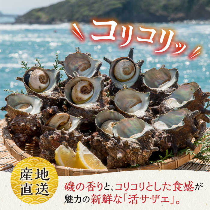 【ふるさと納税】 活サザエ 約2kg《壱岐市》【丸和水産】[JCJ005] さざえ サザエ 栄螺 貝 海産物 魚貝 鮮魚 海鮮 刺身 刺し身 お刺身 BBQ 14000 14000円 冷蔵配送