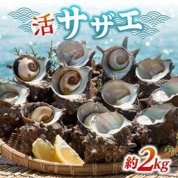 【ふるさと納税】 活サザエ 約2kg《壱岐市》【丸和水産】[JCJ005] さざえ サザエ 栄螺 貝 海産物 魚貝 鮮魚 海鮮 刺身 刺し身 お刺身 BBQ 14000 14000円 冷蔵配送