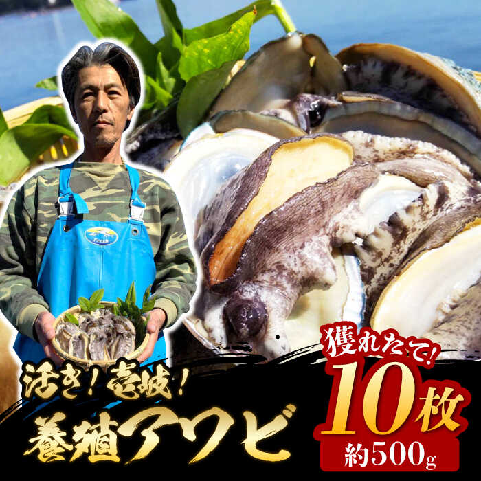 【ふるさと納税】【お中元対象】活き！壱岐！養殖アワビ 10枚×約50g（計約500g）【住吉水産】 [JDQ001] アワビ 鮑 養殖 貝 海産物 魚介 魚貝 産地直送 お刺身 冷蔵発送 16000 16000円 冷蔵配送のサムネイル