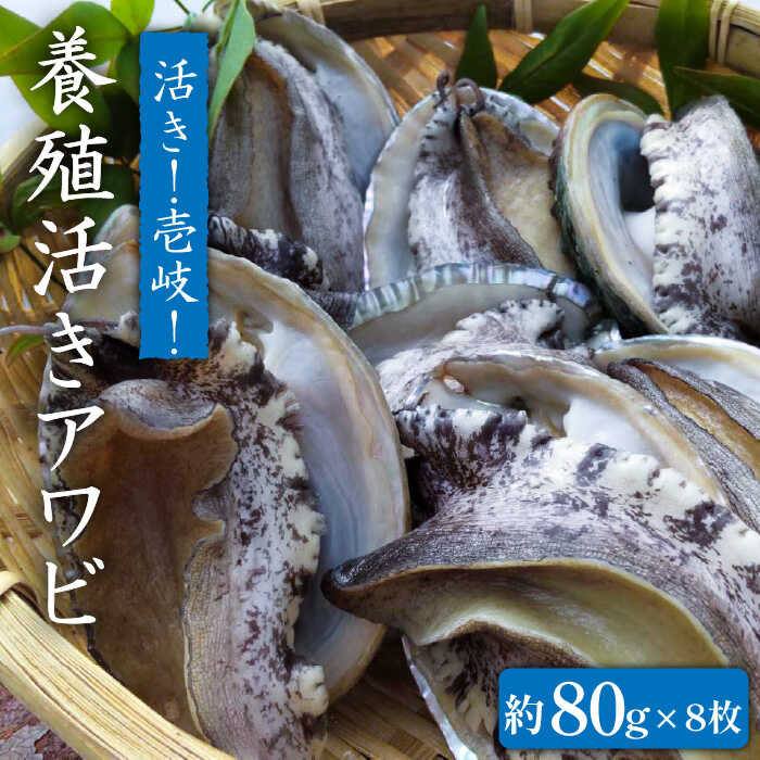 【ふるさと納税】国産養殖アワビ 活き！壱岐！アワビ（約640g） 約80g×8枚 [JDQ003]あわび/鮑/BBQ 20000 20000円 2万円 のし プレゼント ギフト 冷蔵配送