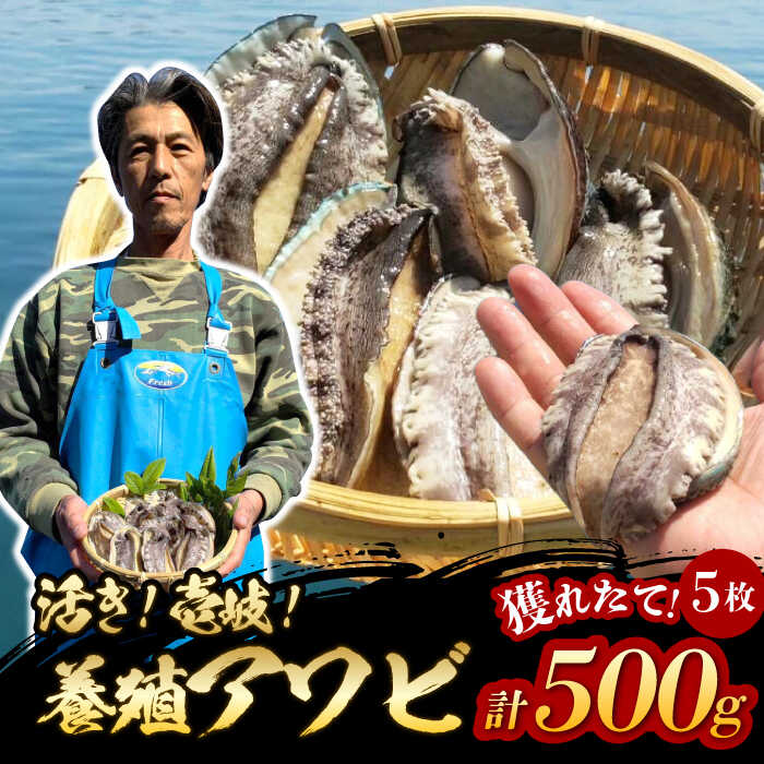 ڤդ뤵Ǽǡۡڤ渵оݡ۹ܿ 褭 500g100g5ˡ԰ԡաڽȿ建ۥ  ܿ  ...