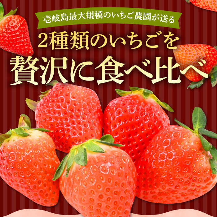 【ふるさと納税】【全3回定期便】《2025年2月3月4月お届け》壱岐島産いちご1kg （250g × 4パック）恋みのり・さがほのかミックス [JEM002] 39000 39000円 冷蔵配送