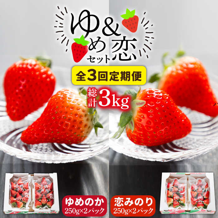 【先行予約受付中】【全3回定期便】《2月～4月：毎月発送！》イチゴ1kg 食べ比べ 「ゆめ恋セット（ゆめのか・恋みのり ）」（250g×4パック）《壱岐市》【蒼花】 [JEO003] いちご イチゴ 苺 フルーツ 果物 ゆめのか 恋みのり 冷蔵 あまおう 39000 39000円