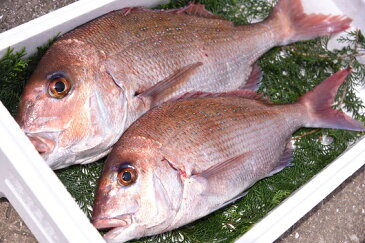 【ふるさと納税】めでたい!丸ごと五島の天然真鯛 約1.5kg