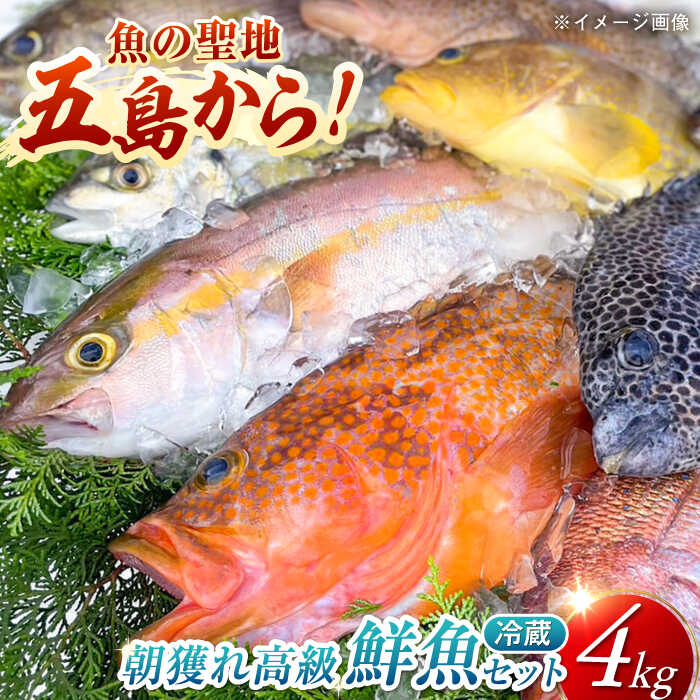 楽天市場】アオリイカ（総重量（水産物）4.0 ～ 4.9kg）の通販