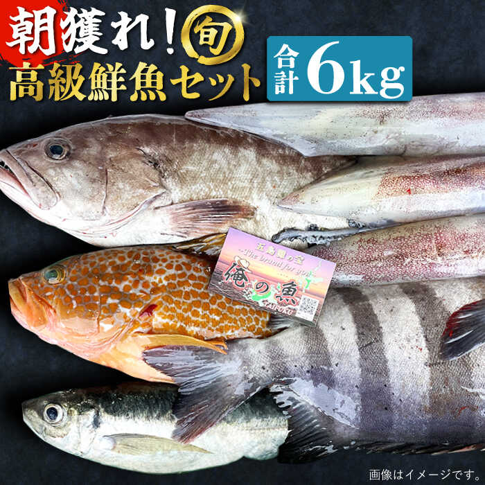 【ふるさと納税】【五島列島・直送】朝獲れ！高級鮮魚セット6kg 五島市 / 鯛福丸水産 [PDP004]